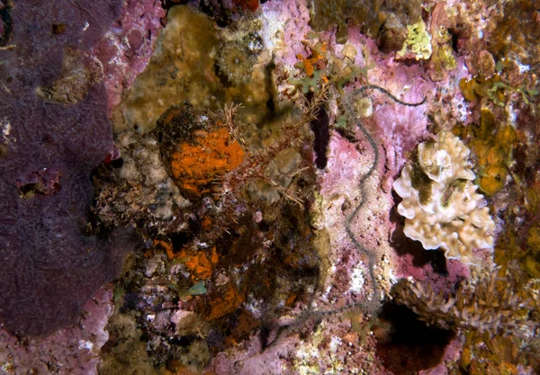 Yellow Ornate Ghost Pipefish Boracay Philippines — Stockfoto