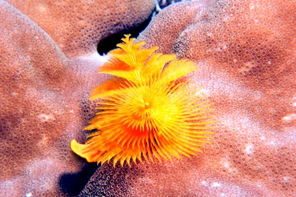 Sárga Karácsonyfa Féreg Spirobranchus Giganteus Boracay Island Fülöp Szigetek — Stock Fotó