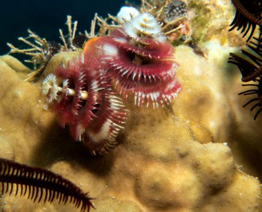 Bir Noel ağacı solucanı, Spirobranchus giganteus Boracay Adası Filipinleri