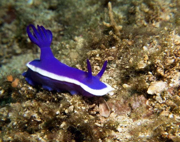 Hypselodoris Bullocki Nudibranch Boracay Philippines — Stok fotoğraf