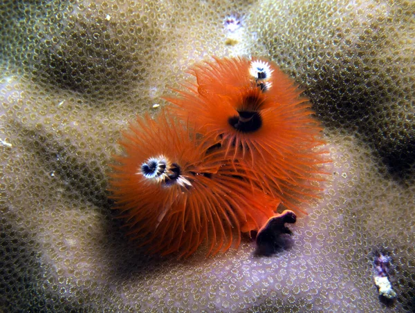 Egy Narancssárga Karácsonyfa Féreg Spirobranchus Giganteus Boracay Island Fülöp Szigetek — Stock Fotó