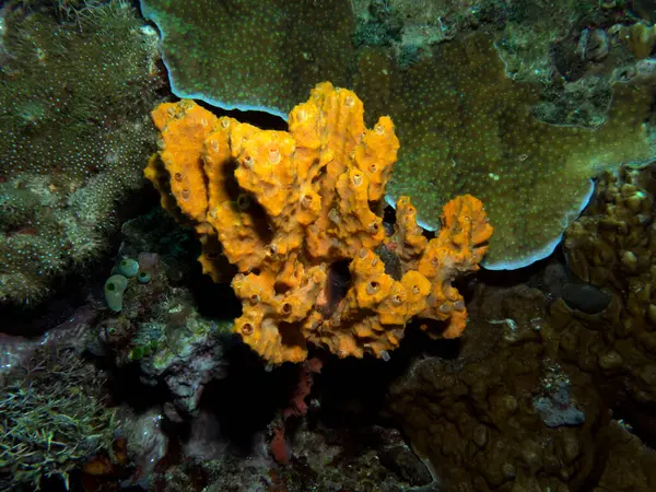 Stylotella Aurantium Schwamm Koralle Boracay Insel Philippinen — Stockfoto