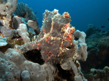 Boyanmış bir kurbağa balığı Gri yumuşak bir mercan Boracay Adası Filipinlerinde