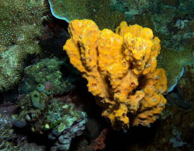 Stylotella aurantium sünger mercan Boracay Adası Filipinleri