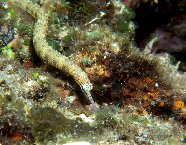 Schultz Pipefish Rocks Boracay Island Filipíny — Stock fotografie