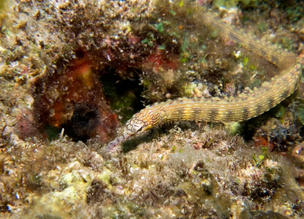 Pipefish Schultz Rochas Boracay Island Filipinas — Fotografia de Stock