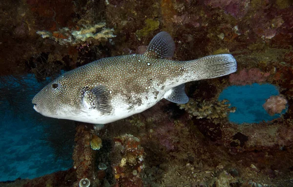 Map pufferfish on a wreck Boracay Island Philippines