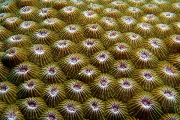 Close Image Diploastrea Heliopora Coral Boracay Island Philippines — Stock Photo, Image