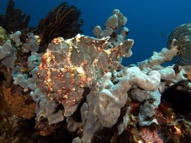 Boyanmış bir kurbağa balığı Gri yumuşak bir mercan Boracay Adası Filipinlerinde