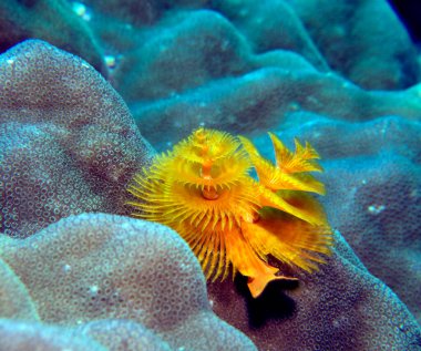 Sarı bir Noel ağacı solucanı, Spirobranchus giganteus Boracay Adası Filipinleri