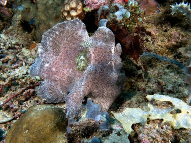 Yumuşak bir mercan Boracay Adası Filipinlerinde gri bir kurbağa balığı