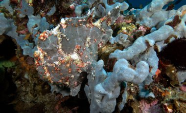 Boyanmış bir kurbağa balığı Gri yumuşak bir mercan Boracay Adası Filipinlerinde