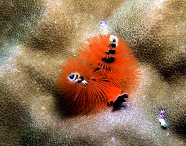 Verme Arancio Albero Natale Spirobranchus Giganteus Boracay Island Filippine — Foto Stock