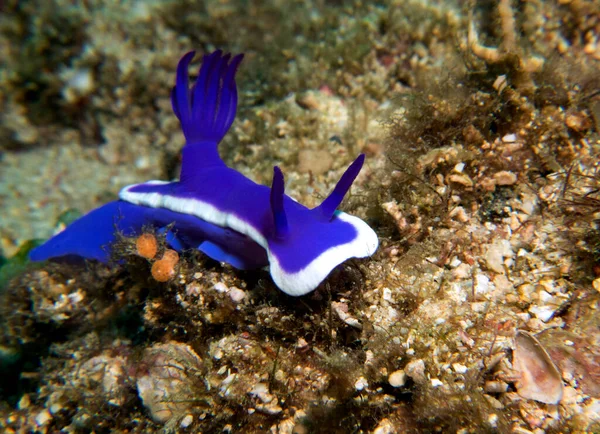 Hypselodoris Bullocki Nudibranch Boracay Island Filipíny — Stock fotografie