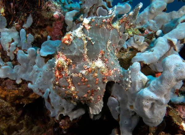 Boyanmış bir kurbağa balığı Gri yumuşak bir mercan Boracay Adası Filipinlerinde