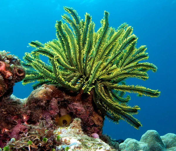 Feather star also known as Oxycomonthus bennetti Boracay Island Philippines