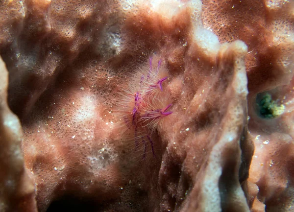 Aragosta Tozza Pelosa Rosa Conosciuta Anche Come Fairy Crab Boracay — Foto Stock