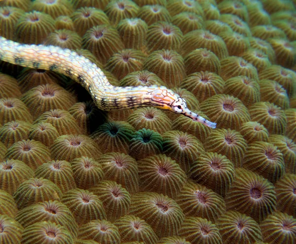 Schultz Pipefish Brown Coral Boracay Island Philippines — Stock Photo, Image