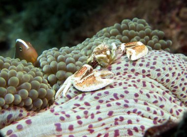 A Porcelain crab on anemone Boracay Philippines