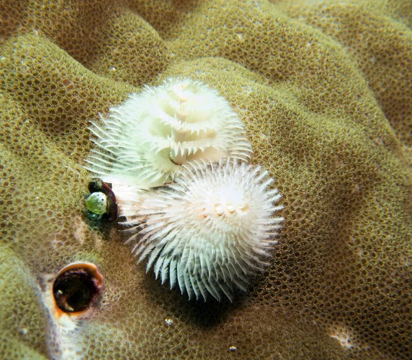 菲律宾波拉凯褐色珊瑚上的白色圣诞树蠕虫 — 图库照片
