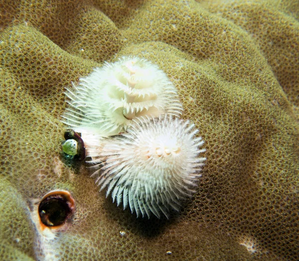 Gusano Árbol Navidad Blanco Coral Marrón Boracay Filipinas — Foto de Stock