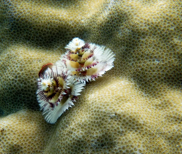 Gusano Árbol Navidad Spirobranchus Giganteus Isla Boracay Filipinas —  Fotos de Stock