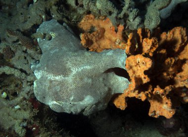 Yumuşak bir mercan Boracay Adası Filipinlerinde gri bir kurbağa balığı