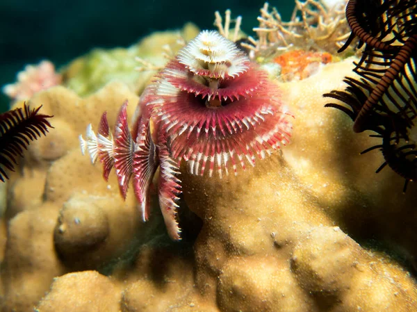 Karácsonyféreg Spirobranchus Giganteus Boracay Sziget Fülöp Szigetek — Stock Fotó