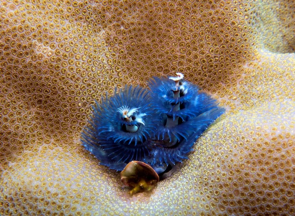 Blue Christmas Tree Worm Spirobranchus Giganteus Boracay Island Philippines — 스톡 사진