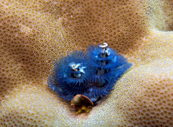 Голубой Рождественский Червяк Spirobranchus Giganteus Boracay Island Philippines — стоковое фото