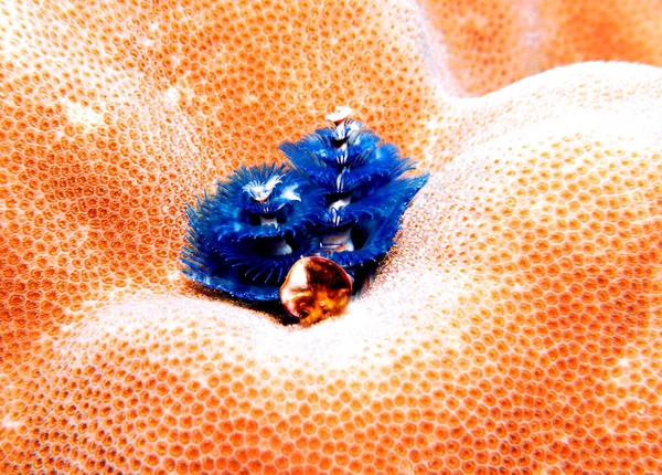 Blue Christmas Tree Worm Spirobranchus Giganteus Boracay Island Philippines — Zdjęcie stockowe