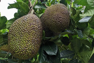 Ağaçta hala yeşil yapraklar ve meyveli meyveler asılı..