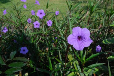 Mor Ruellia ya da Ruellia Simplex sabah çiçek açar ve bahçede gelişir..