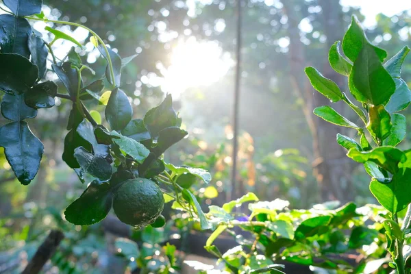 Fresh Natural Lime Water Droplets Green Leaves Morning Organic Citrus — ストック写真