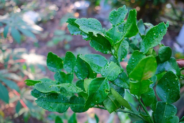 Fresh lime leaves, smells good and is suitable for kitchen spices.