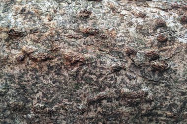 Ağaç kabuğu dokusunu kapat, ağaç kabuğu arkaplanı.