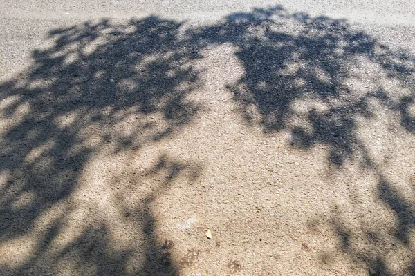 Shadows of lush trees on asphalt in the morning. Tree leaf shadow.