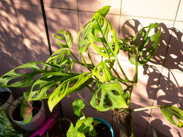 Janda bolong, Swiss cheese plant, Monstera Adansonii, a plant with a unique leaf shape. Janda bolong with sunlight and shade.