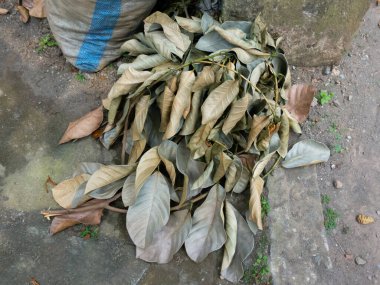 Kurutulmuş meyve yapraklarından organik atık. Kurumuş meyve ağacı yaprakları..