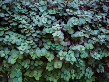 Callisia repens, creeping inchplant or turtle vine, This plant comes from Central and South America.
