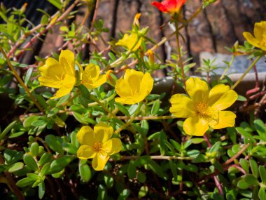 Krokot mawar, rose moss (Portulaca grandiflora) is an ornamental plant from South America. This plant is also called 
