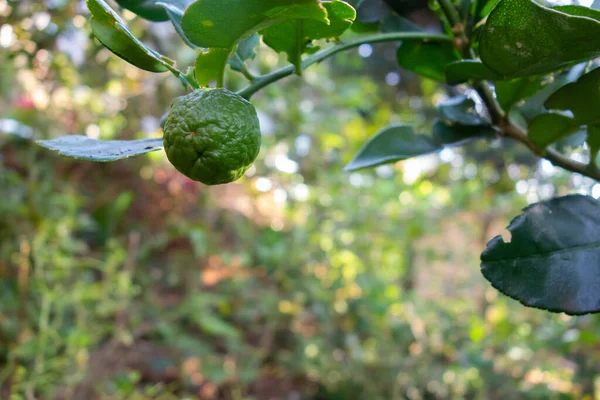 Close Lime Fresh Organic Natural Lime Green Leaves Blur Background — ストック写真