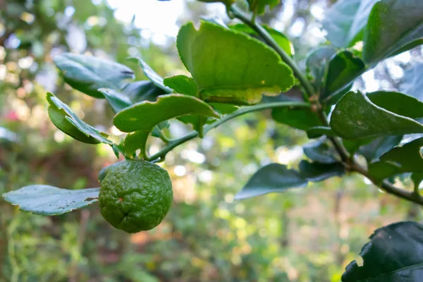 Close Lime Fresh Organic Natural Lime Green Leaves Blur Background — ストック写真