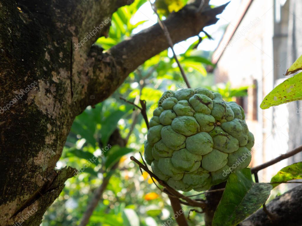 close-up of srikaya fruit, ripe srikaya fruit on the tree. custard apple (Annona squamosa) hanging on a branch.