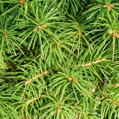 texture of small branches of decorative garden spruce.
