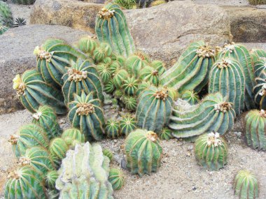 group of green cacti growing on pebbles.