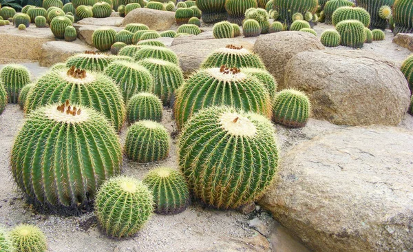 Group Huge Cacti Growing Stones — Fotografia de Stock