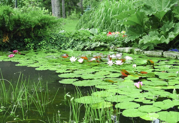 Gigli Acqua Bianche Che Fioriscono Nello Stagno — Foto Stock