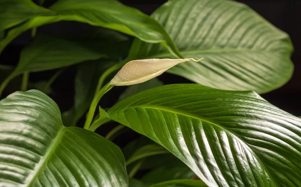 Spatthiphyllum wallisii 'nin çiçek tomurcuğu