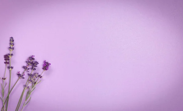 fine-textured shiny background of lavender color with vignette.